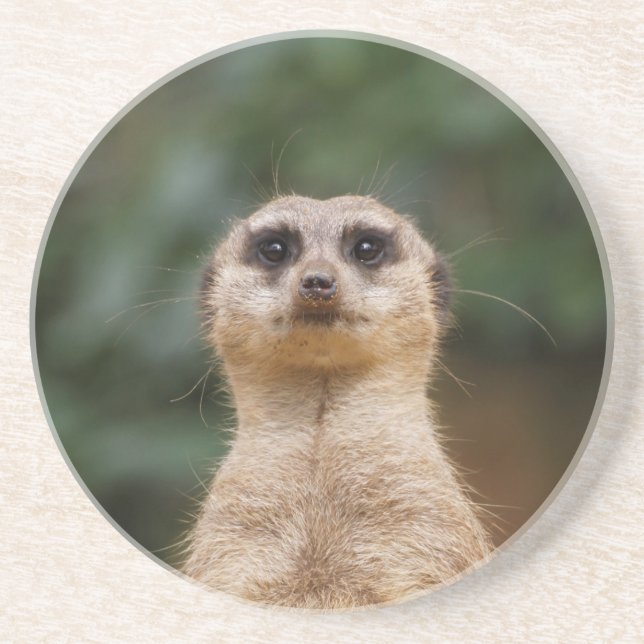 Posavasos Meerkat 001 (Frente)