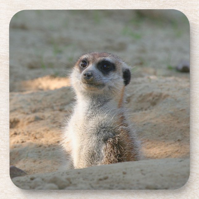 Posavasos Meerkat 004 (Frente)