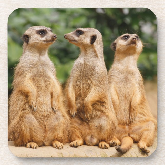 Posavasos Meerkat 007 (Frente)