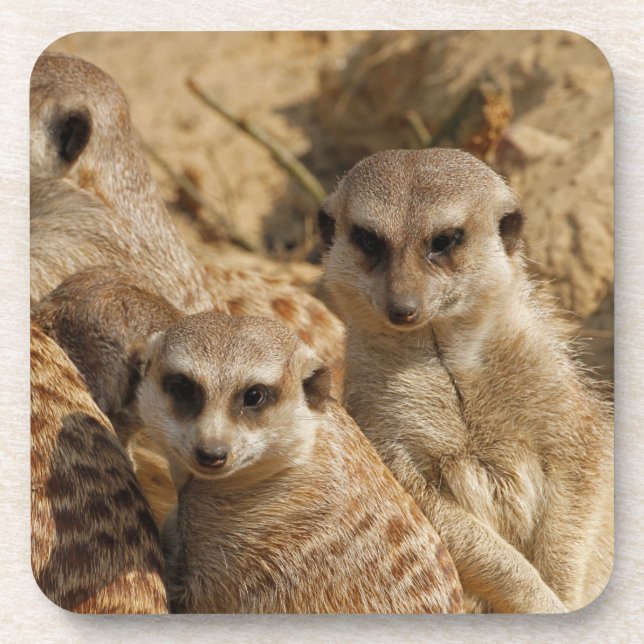 Posavasos Meerkat_008 (Frente)