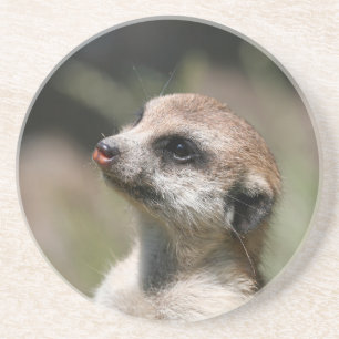 Posavasos Meerkat 014