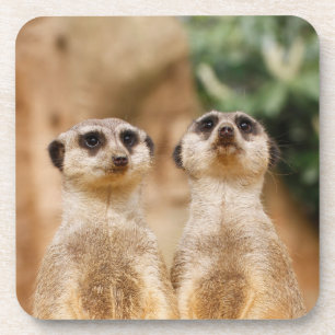 Posavasos Meerkat 017