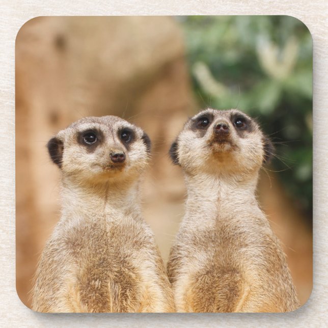 Posavasos Meerkat 017 (Frente)