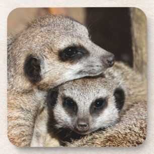 Posavasos Meerkat 019
