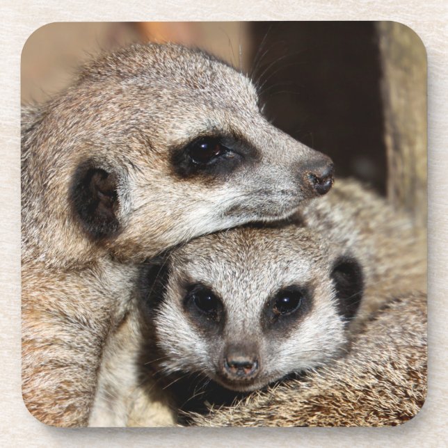 Posavasos Meerkat 019 (Frente)