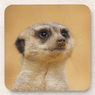 Posavasos Meerkat 020