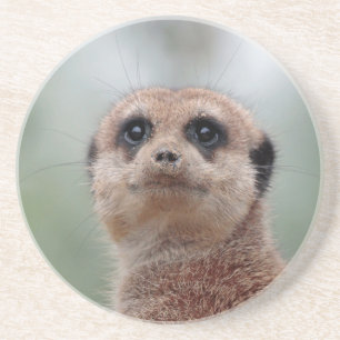 Posavasos Meerkat 020