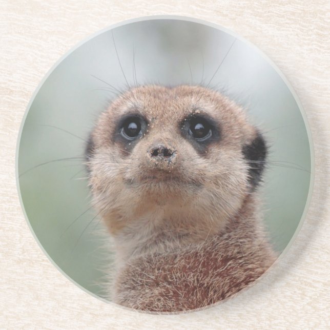 Posavasos Meerkat 020 (Frente)