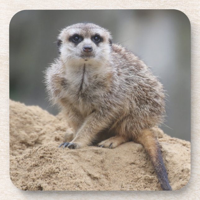 Posavasos Meerkat 021 (Frente)