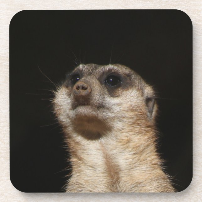 Posavasos Meerkat 032 (Frente)