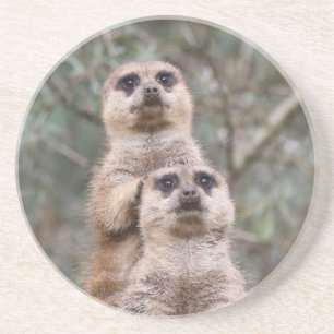 Posavasos Meerkat 035