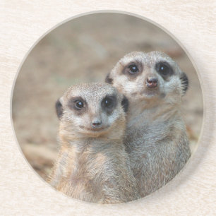 Posavasos Meerkat 047