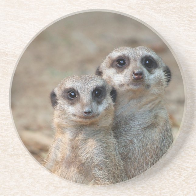 Posavasos Meerkat 047 (Frente)