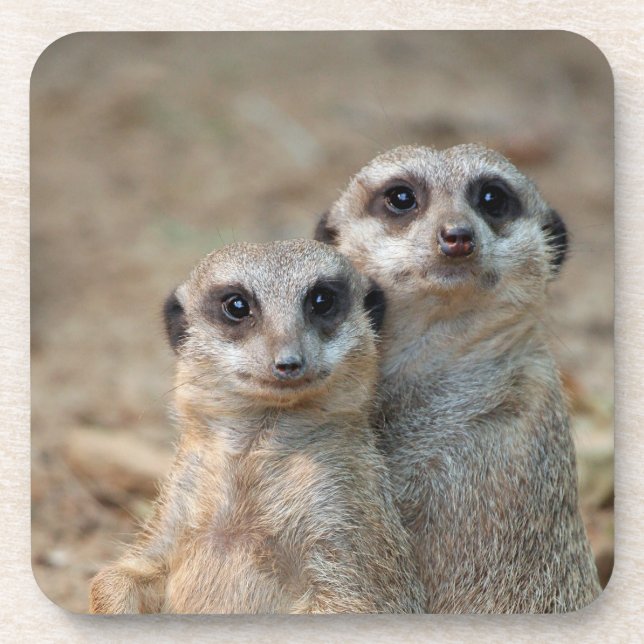 Posavasos Meerkat 047 (Frente)