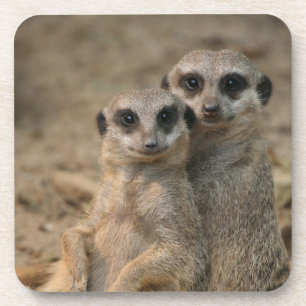 Posavasos Meerkat 067