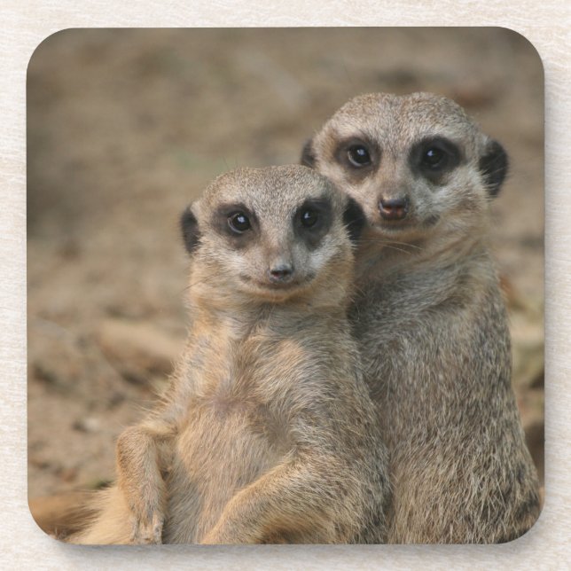 Posavasos Meerkat 067 (Frente)