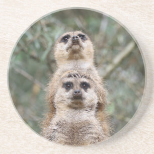Posavasos Meerkat 081