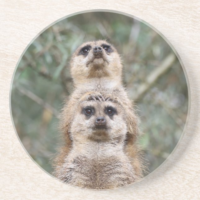 Posavasos Meerkat 081 (Frente)