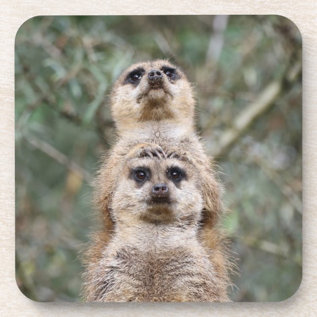 Posavasos Meerkat 081 (Frente)