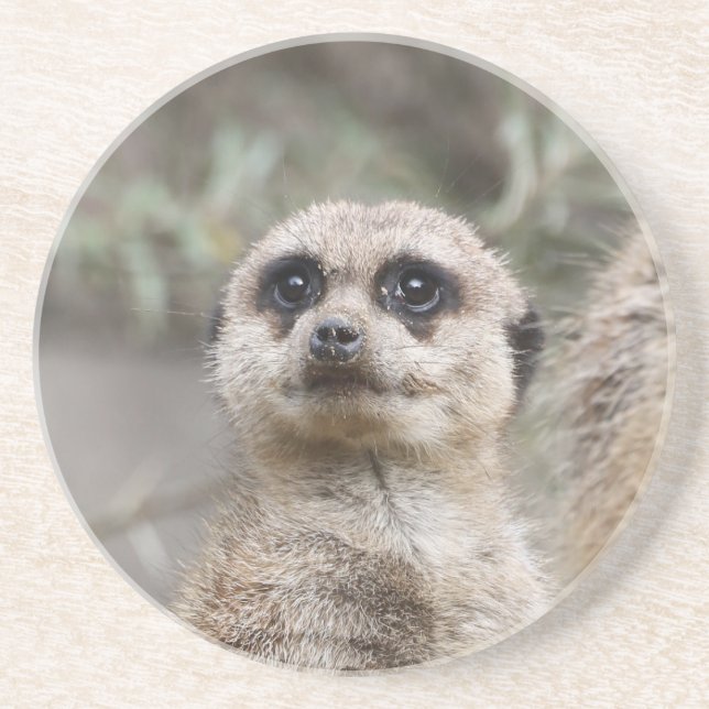 Posavasos Meerkat 082 (Frente)