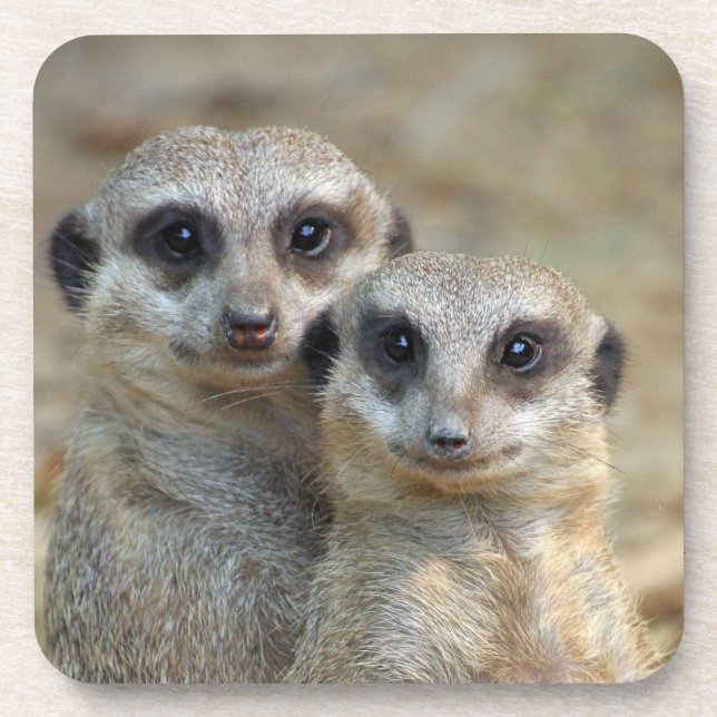 Posavasos Meerkat 085 (Frente)