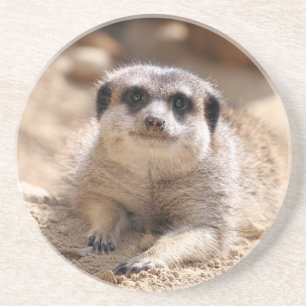 Posavasos Meerkat 174