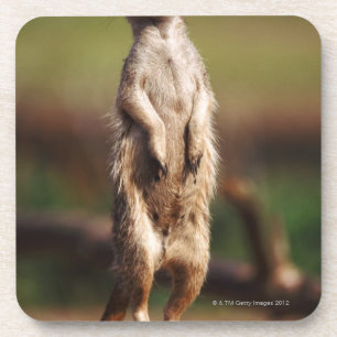 Posavasos meerkat delgado-atado