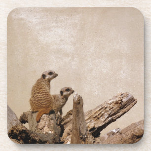 Posavasos Meerkat Lookout