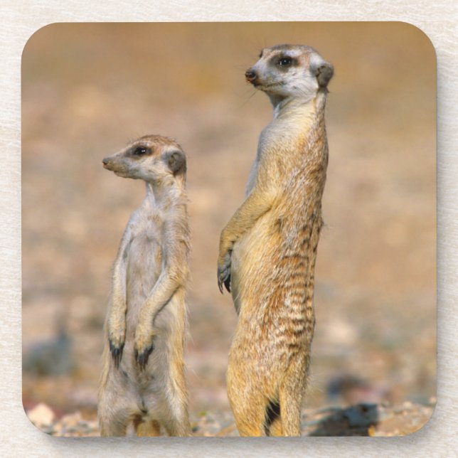Posavasos Meerkat (Suricata Suricatta) Sentinels, Karas (Frente)