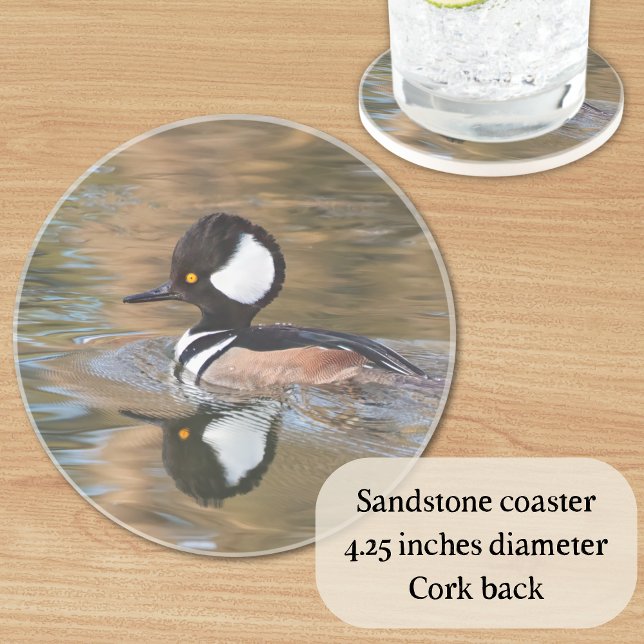 Posavasos Merganser encapuchado masculino nadando en arroyo (A great gift for bird lovers, this sandstone coaster features a hooded merganser duck on the water.)