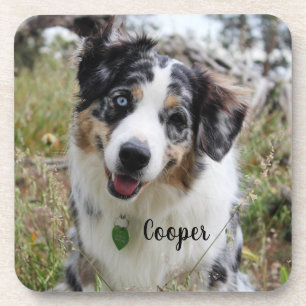 Posavasos Merle Australian Shepherd Puppy