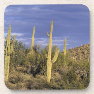 Posavasos México, Baja del Norte, Catavina Desierto Nacional