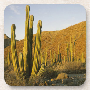 Posavasos México, Baja, Isla Santa Catalina, Mar de