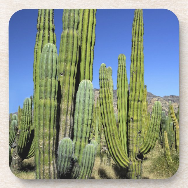 Posavasos México, Sonora, San Carlos. Saguaro y tubo de órga (Frente)