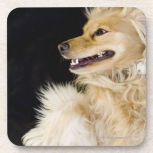 Posavasos mezcla de cocker spaniel en su parte posterior