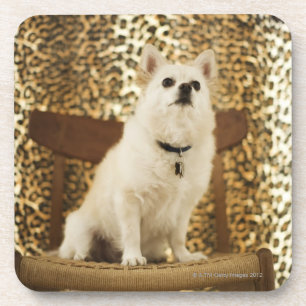 Posavasos Mezcla de Pomeranian