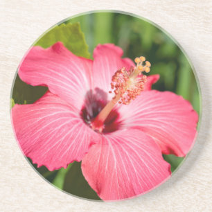 Posavasos Míchigan, Dearborn. Detalle de Hibisco Rosa