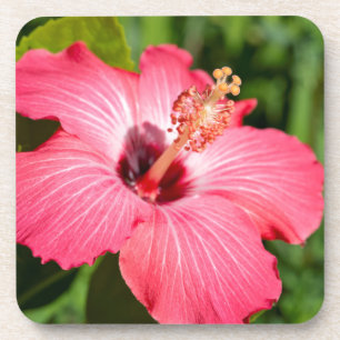Posavasos Míchigan, Dearborn. Detalle de Hibisco Rosa