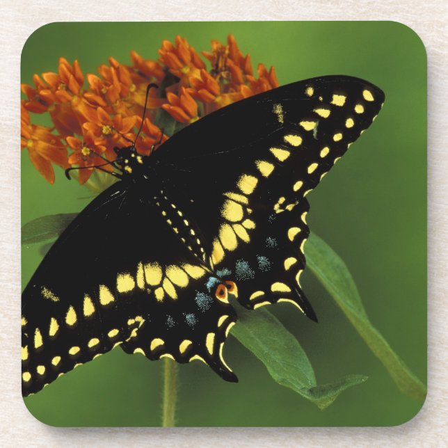 Posavasos Míchigan, Rochester. Mariposa negra oriental ameri (Frente)