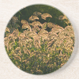 Posavasos Mijo Silvestre (Panicum Sp.) Creciendo En Humedal