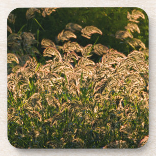 Posavasos Mijo Silvestre (Panicum Sp.) Creciendo En Humedal