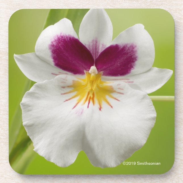 Posavasos Miltoniopsis Roezlii (orquídeas de pensamiento) (Frente)