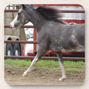 Posavasos Mini caballo en clase de la libertad
