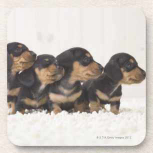 Posavasos Mini Dachshund cuatro