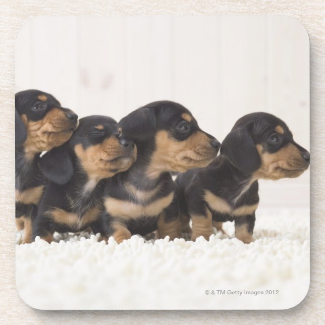 Posavasos Mini Dachshund cuatro (Frente)