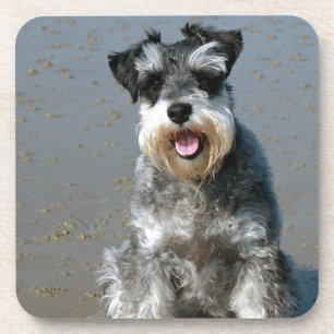 Posavasos mini schnauzer-en el beach.png