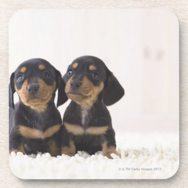 Posavasos Mini sentada del Dachshund dos (Frente)