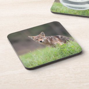 Posavasos Mirando el coyote marrón, en un campo