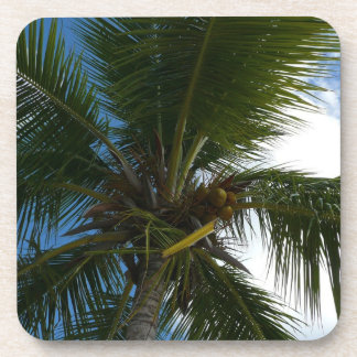 Posavasos Mirando hacia la naturaleza tropical de las palmer