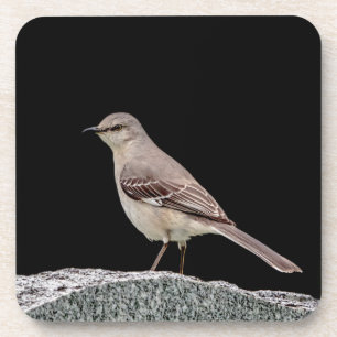 Posavasos Mockingbird en una lápida